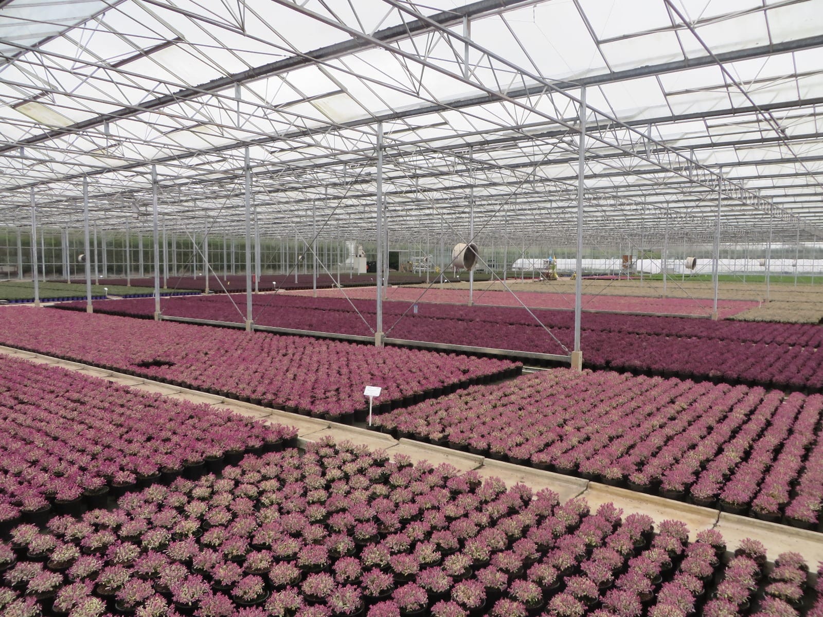 Welcome to the Bransford Webbs Plant Company